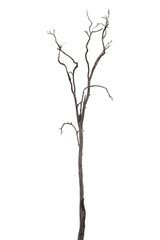 dead trees, dry trees in Thailand isolated on a white background
