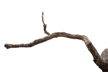 dry branches, dry branches, isolated on white background