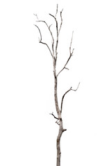 Obraz premium dead trees, dry trees in Thailand isolated on a white background