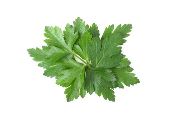 Parsley leaf isolated on white