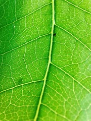 green leaf texture