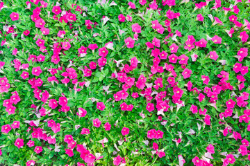 Fototapeta premium Pink Petunia in the background.