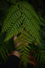fern leaves in sunlight