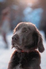 winter dark forest hunting dog weimaraner portrait