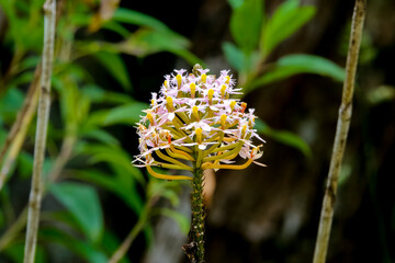 Close up of a bright filigrane flower umbel against blurred green leaves, Cocora Valley, Colombia