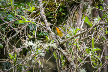 Colorful Blackburnian warbler (Setophaga fusca) perched on a branch in a tree, Cocora Valley, Colombia