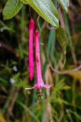 Close up of funnel-shaped pink blossoms, one open with stamp, against dark green natural background, Cocora Valley, Colombia, South America