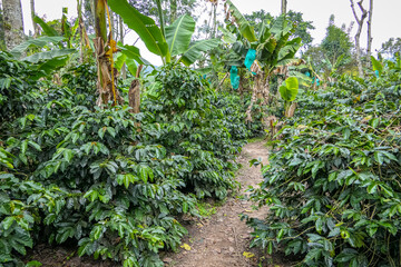 Footpath through a coffee plantation with coffee and banana trees, 