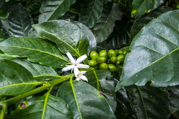 Close up of a coffee plant with a white flower and green beans, coffee farm, Salento, Colombia