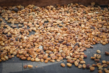 Roasted coffee beans at a coffee farm, Salento, Colombia