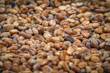 Close up of roasted coffee beans, coffee farm, Salento, Colombia