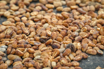 Close up of roasted coffee beans, coffee farm, Salento, Colombia