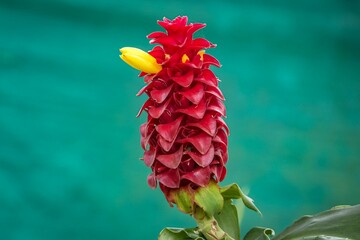 Close up of a red Spiral ginger (Costus barbatus) inflorescences with a yellow blossom against...
