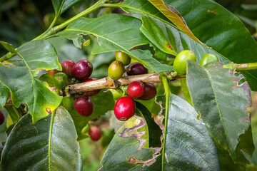 Close up of a coffee tree with red and bright green beans, coffee farm, Salento, Colombia

