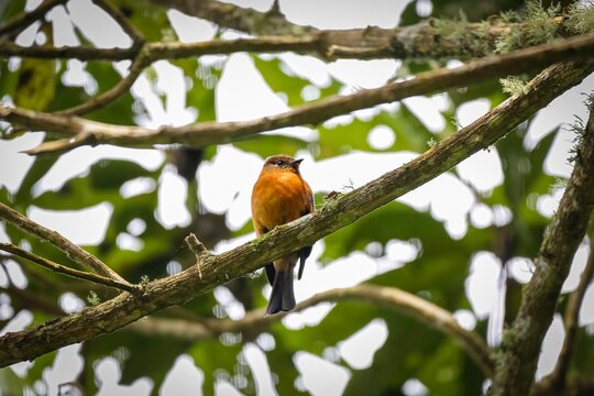 Cinnamon flycatcher (Pyrrhomyias cinnamomea) perched on a branch, front view, against blurred natural background, Cocora Valley, Colombia
