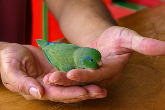 Spectacled parrotlet (Forpus conspicillatus) perched in the hands of a person, Cocora Valley, Colombia, South America