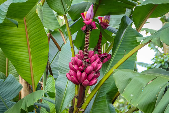 Close up of a banana tree with pink flower and fruits, Salento, Colombia