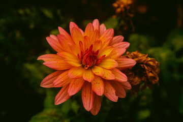 orange flower in the garden