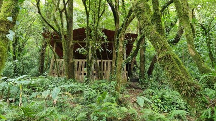 Old wooden shack in the forest