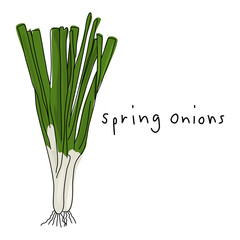 fresh green onions. Spring onions with white background. Hand drawn vector. Illustration for decoration. Gardening illustrations.