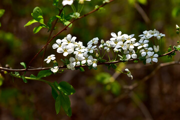 봄에 하얗게핀 조팝나무의 꽃