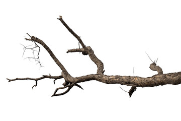dry branches, dry branches, isolated on white background