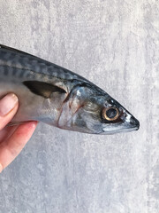 Cleaned and ready to cook fresh fish horse mackerel, istavrit fish,