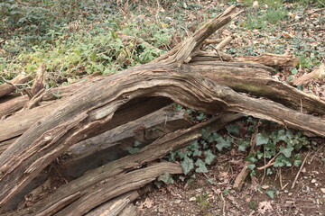 Bois de forêt