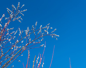 Beautiful pussy willow flowering branches with fluffy catkins and blue sky.