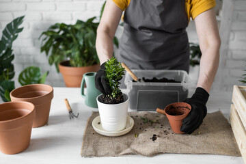 Close up woman gardener transplanting plant in ceramic pots on the white wooden table. Concept of...