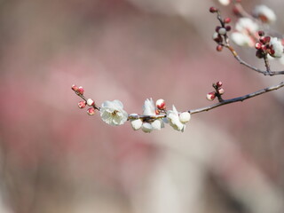 陽光の中の白い梅の花