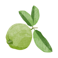 Guava Design elements. watercolour style vector illustration.