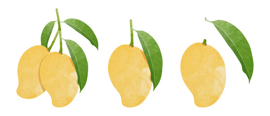 Mango Design elements. watercolour style vector illustration.	