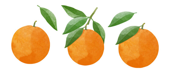 Orange Design elements. watercolour style vector illustration.