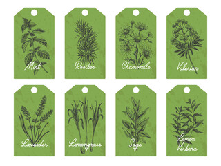 Set of herbal tea tags, vector hand drawn Illustration.