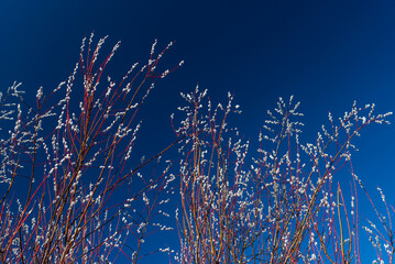 Beautiful pussy willow flowering branches with fluffy catkins and blue sky.