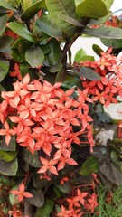 Fototapeta premium Very beautiful flowers in the garden