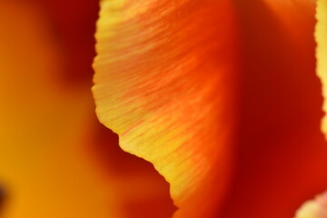 Fototapeta premium red orange petal