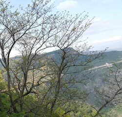 Fototapeta na wymiar Beautiful Tree in the mountain
