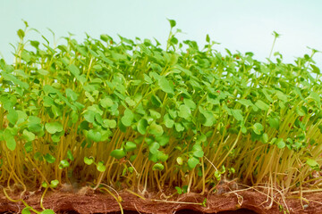Germinated micro-greens of rukola indau, background, Eruca