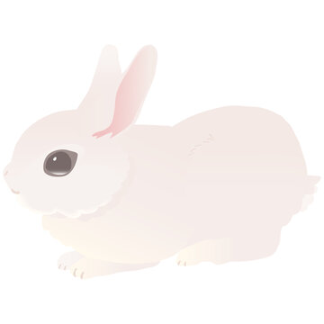 横向きのうさぎ の画像 349 件の Stock 写真 ベクターおよびビデオ Adobe Stock