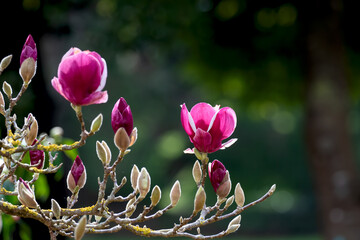 pink magnolia flower blossoming © Jennifer Chen