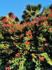 Naklejka premium Bougainvillea, a shrub with red flowers among green leaves, growing on the street of Protaras against the backdrop of a palm tree and a blue cloudless sky.