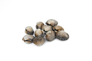 Cockle fresh isolated on white backgrond.