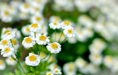 Fototapeta premium Pharmaceutical chamomile flowers growing in nature. Medicinal plant