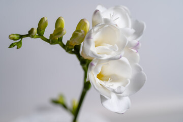 A close up Freesia isolated on a white background