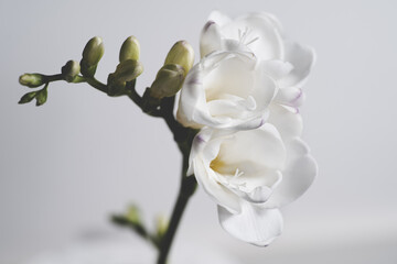 A close up Freesia isolated on a white background - obrazy, fototapety, plakaty