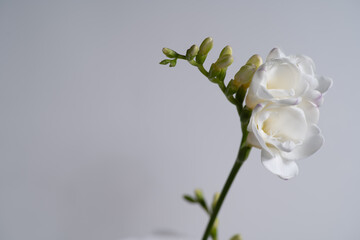 A close up Freesia isolated on a white background