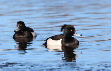 Tufted duck