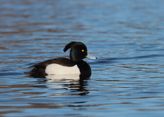 Tufted duck